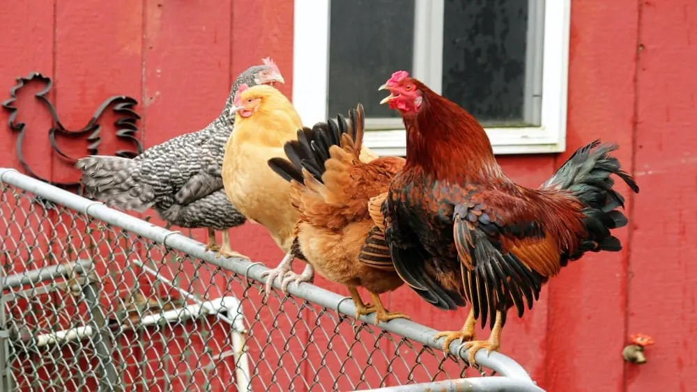A rooster and three hens roost on a fence next to a red barn