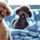 Two small brown poodles on a blue patterned bedspread.
