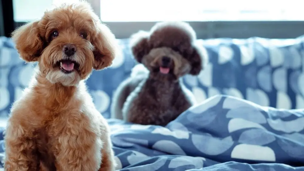 Two small brown poodles on a blue patterned bedspread.