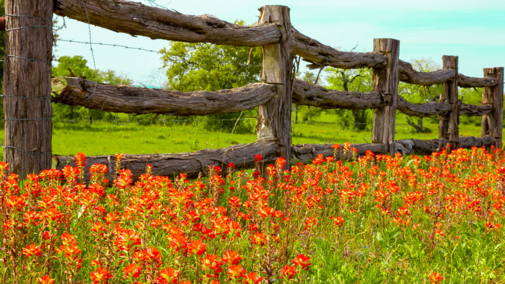 Texas wildflowers near rustic fence