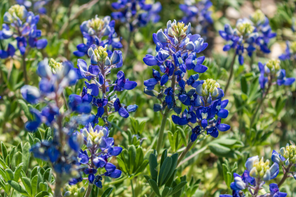 bluebonnets