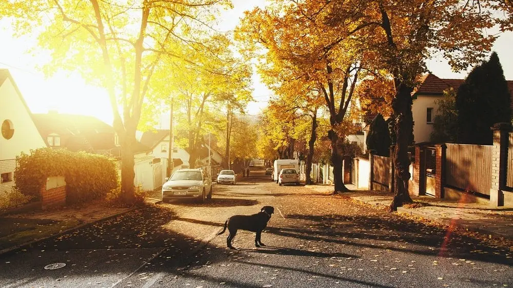 Neighborhood street in the fall with a black dog in the foreground.