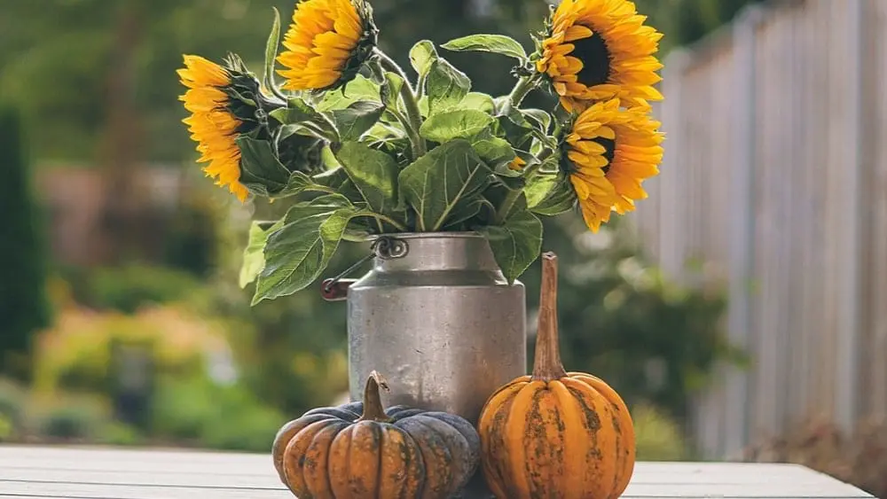Outdoor table decorated with a galvanized metal vase filled with sunflowers placed behind two miniature pumpkins.