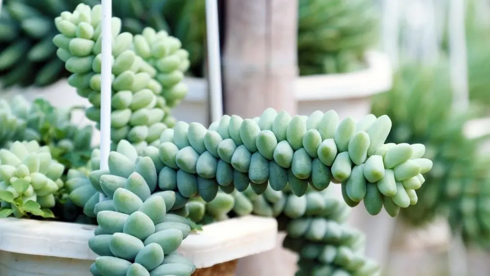 close up picture of burro tail plant