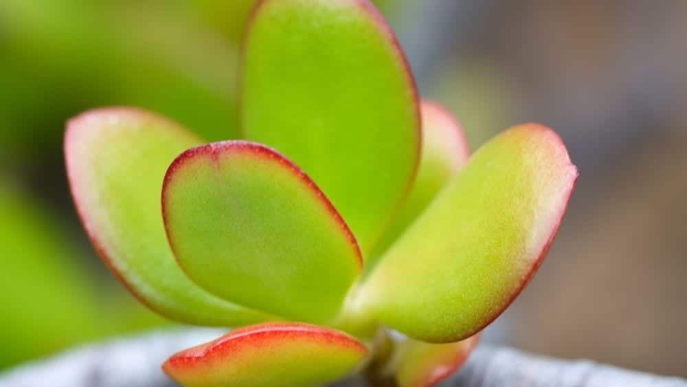 close up shot of a jade plant