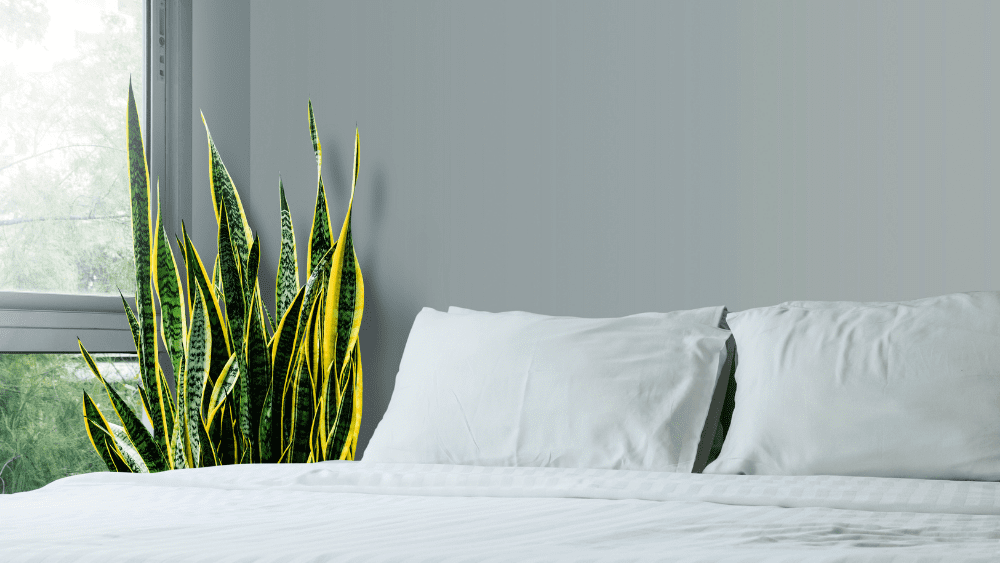 a snake plant sits between the bed and the window in a white bedroom