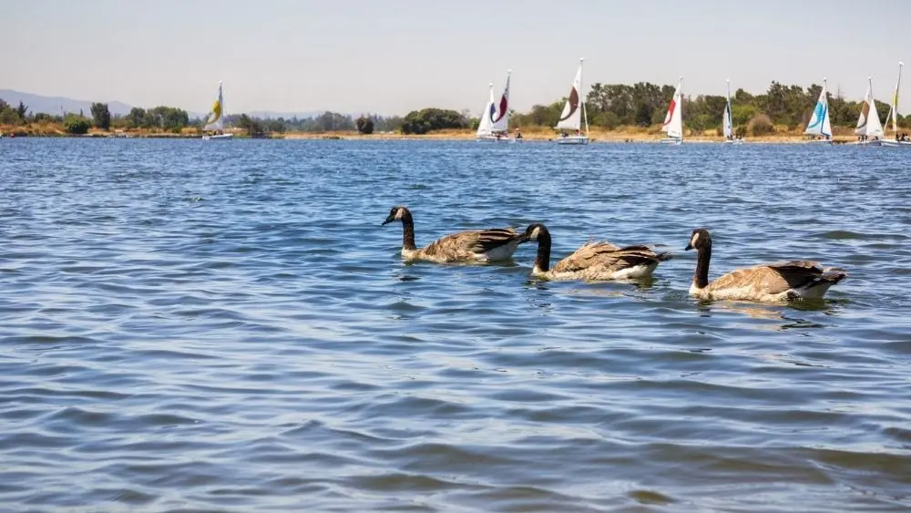 Large ducks swimming in a blue lake with sailboats and a shoreline in the background.