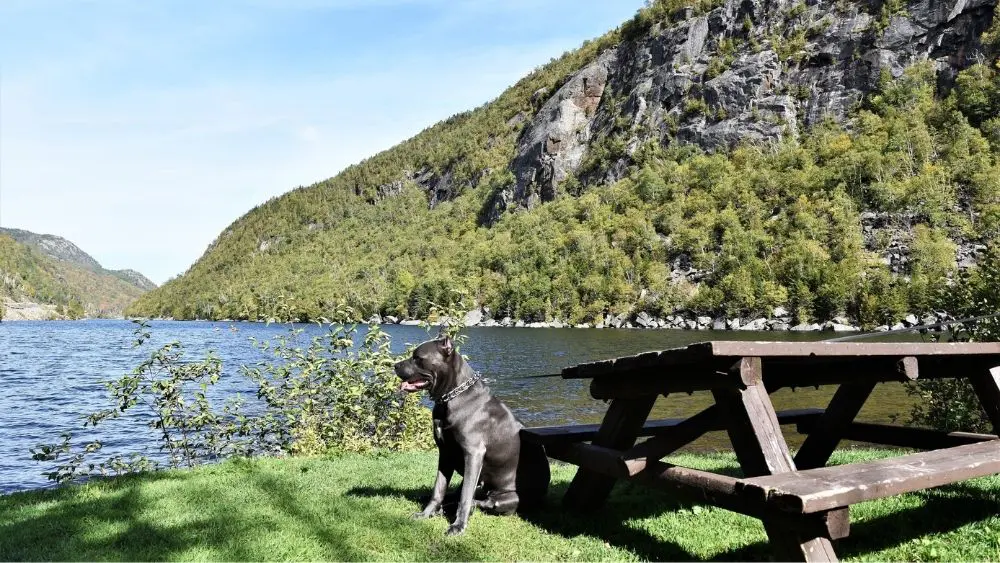 An adorable pit bull sitting in front of a lake in Essex County, New York.