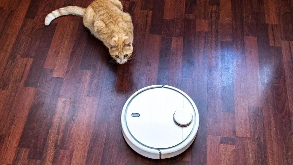 Cat looking at a robot vacuum cleaner on laminate flooring.