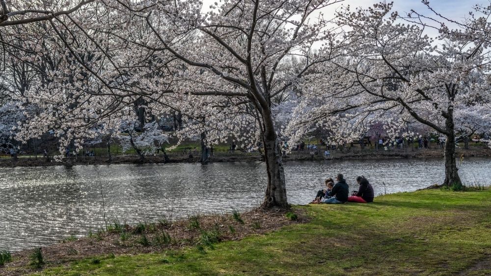 People sitting on the bank of a river as cherry blossoms bloom above them.