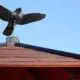 A synthetic wood roof with a dummy hawk at the top.