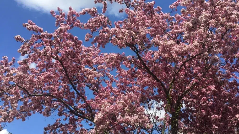 cherry blossom tree in brookings, south dakota