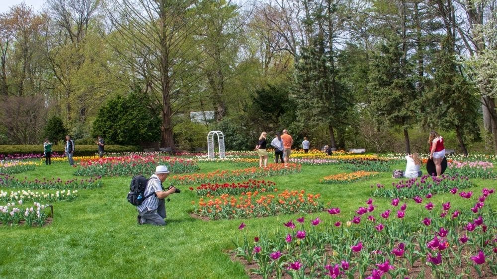 tulip garden with people in hartford, connecticut