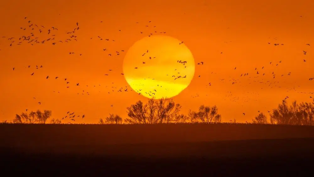 bird migration in grand island, nebraska