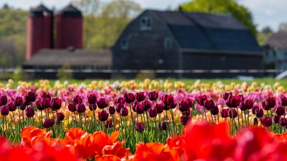 Multi-colored tulip field in Johnston, Rhode Island.