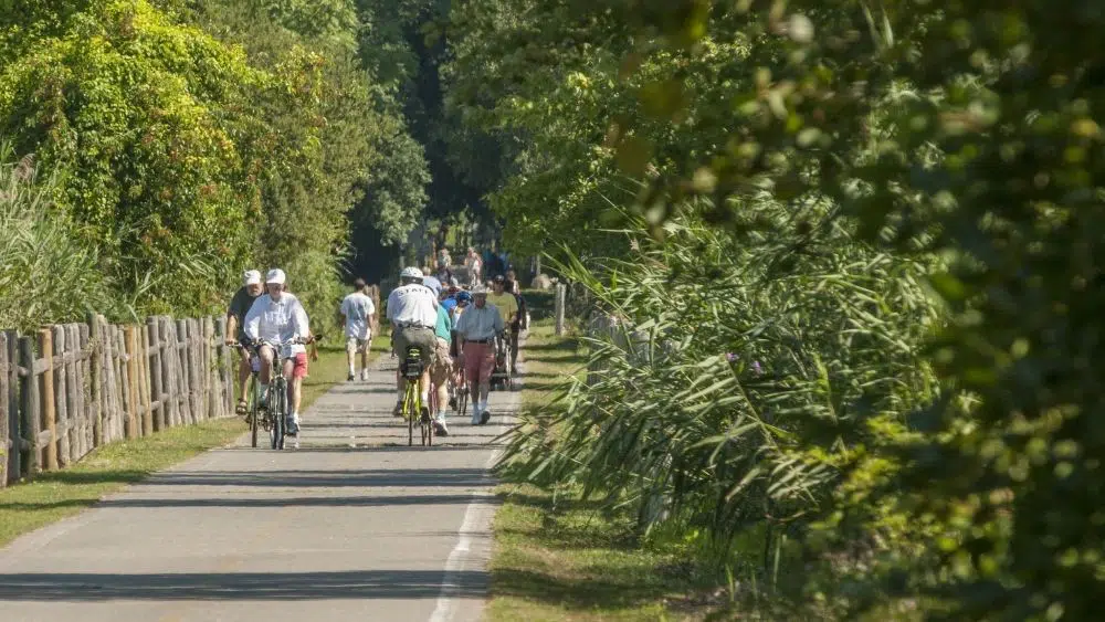 People biking on a paved two-way path through the trees.