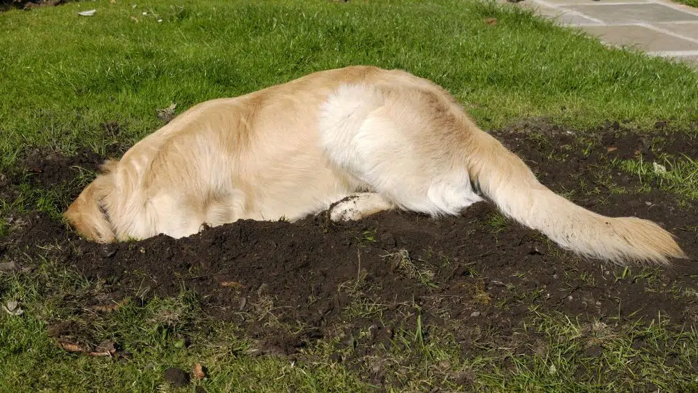 Dog laying in a hole in the backyard.