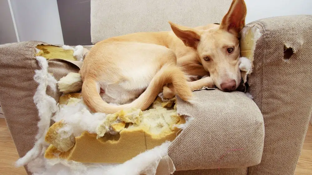 Puppy sitting on a chewed-up couch.