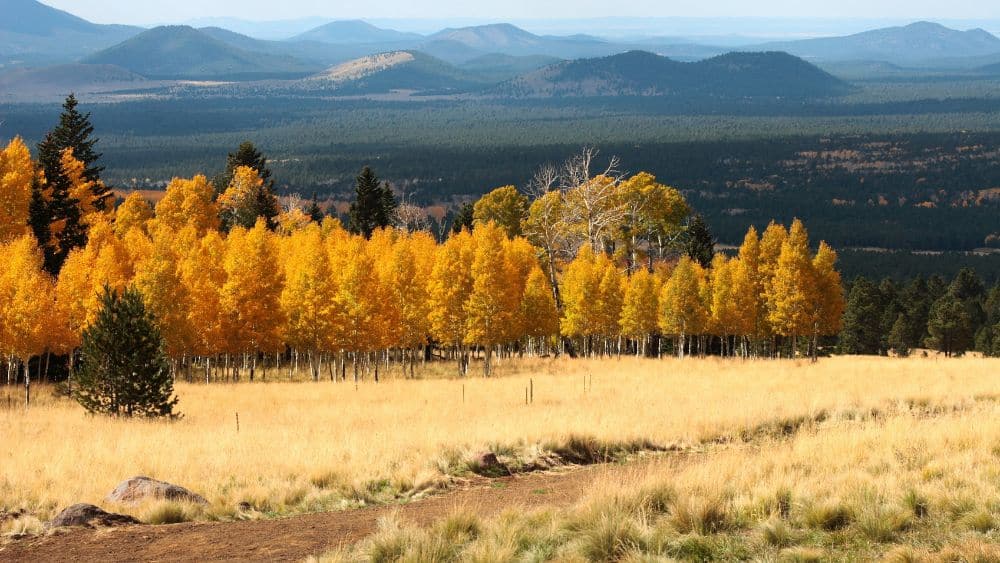 Field with fall-colored trees in Flagstaff, Arizona.