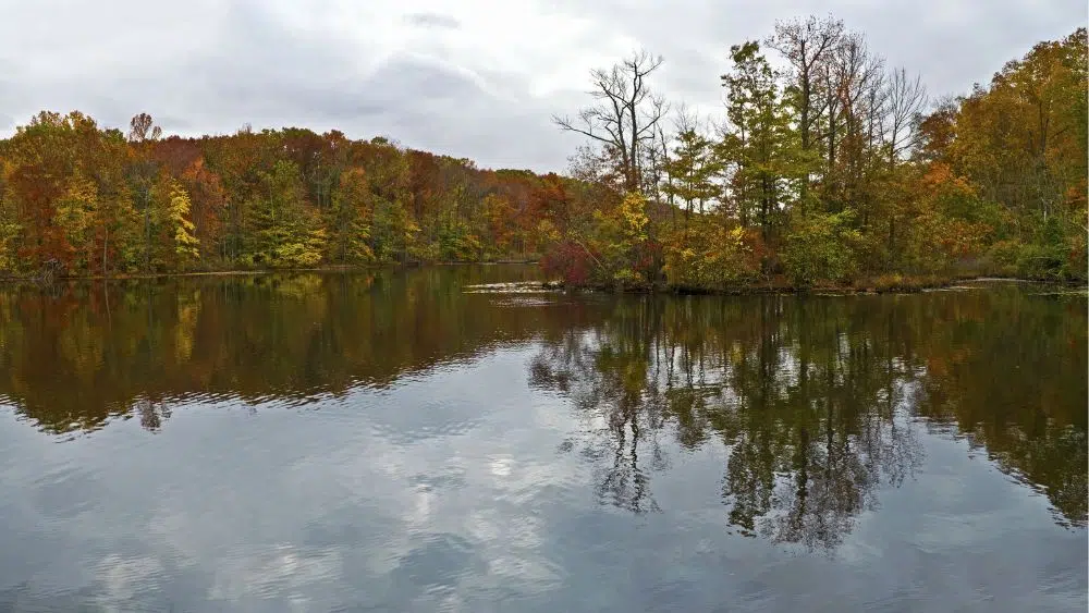 Autumn trees along Davidson's Mill Park Pond.