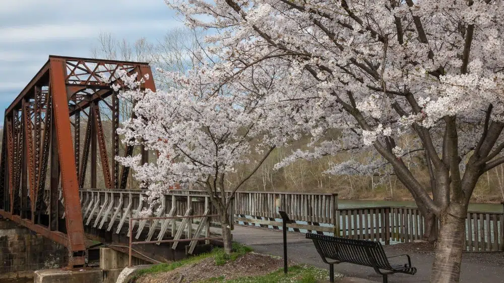 A red iron bridge with a wooden walkway that spans across a body of water. Before the bridge there's a metal bench next to a fully-bloomed cherry blossom tree.