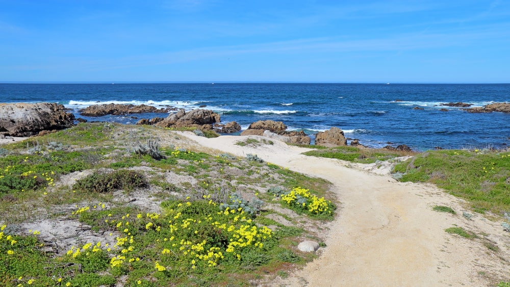 Walkway along bluff overlooking Asilomar State Beach with view of Pacific Ocean