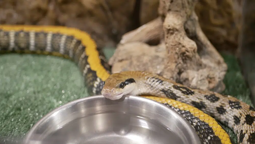 Images of a tan and yellow snake getting a drink from a metal water dish in its terrarium