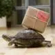 Images of a box turtle crawling on a wood floor and carrying a small shipping box marked "express"