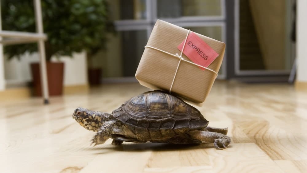 Images of a box turtle crawling on a wood floor and carrying a small shipping box marked "express"