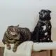 brown and black striped tabby cat sitting on a bench next to a black pug with a white fur chest