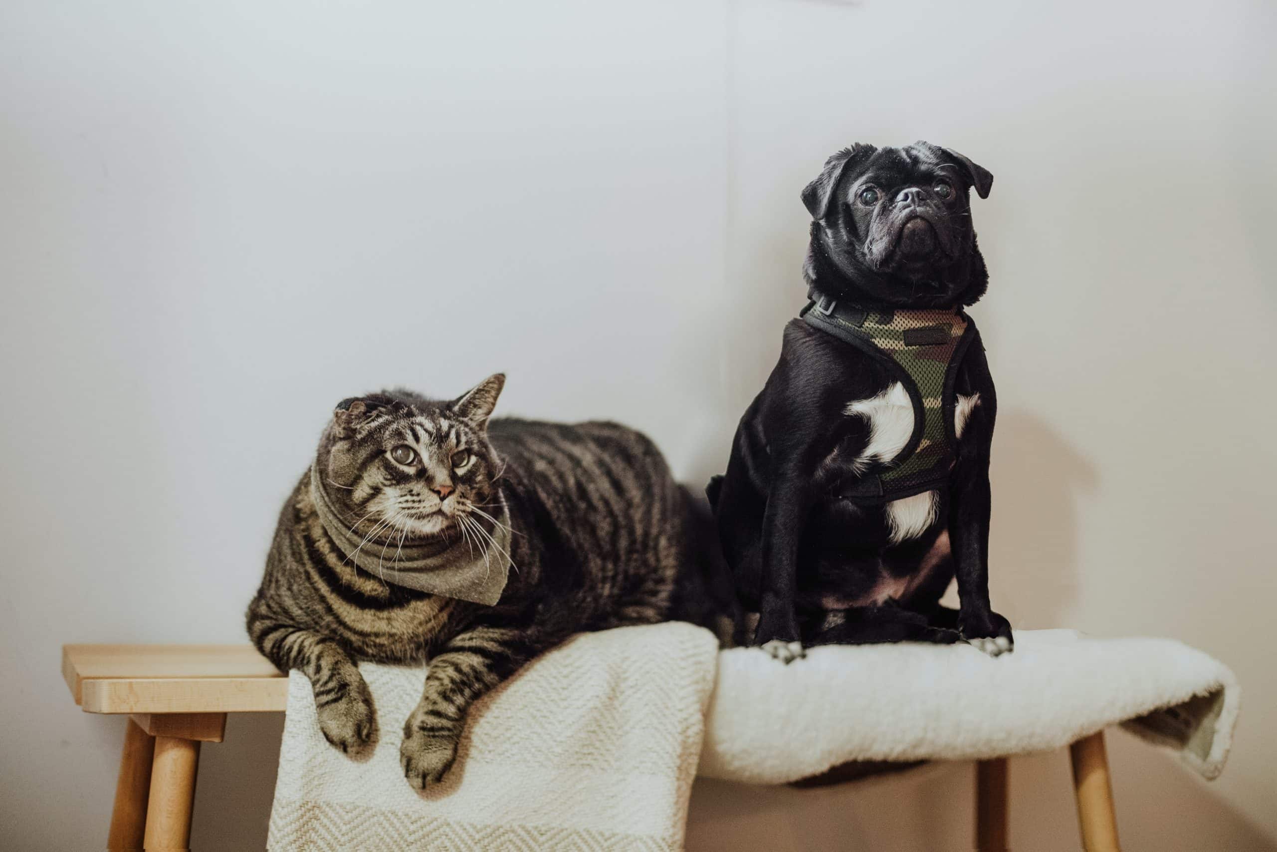 brown and black striped tabby cat sitting on a bench next to a black pug with a white fur chest