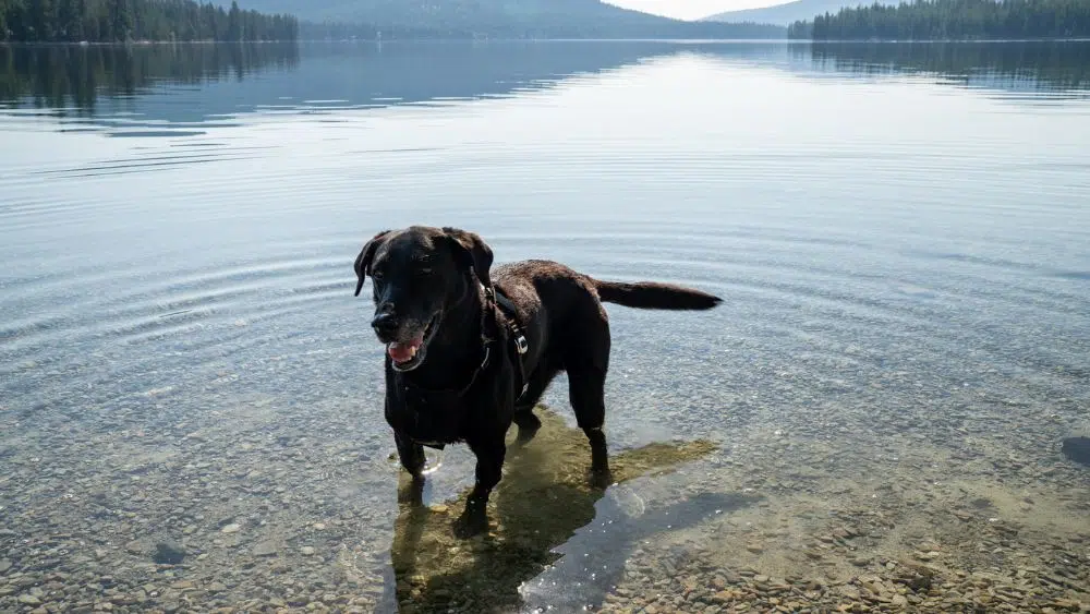A brown dog standing in a large lake with mountains in the background.