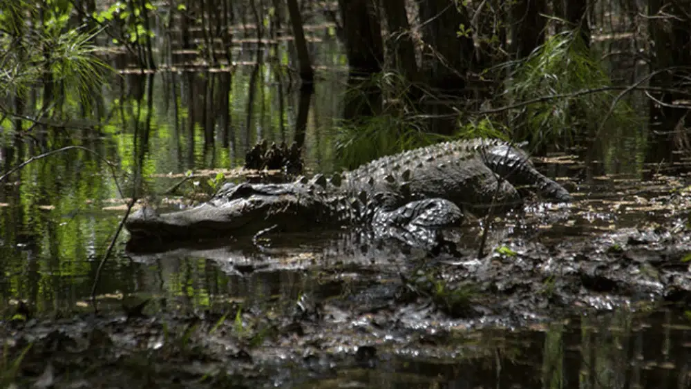 Alligator at Santee State Park, South Carolina.