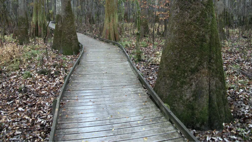 Wood pathway at Congaree National Park, South Carolina