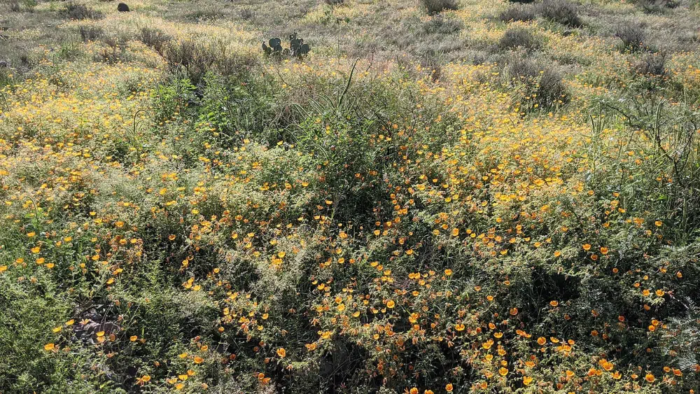 View of wildflowers at Rockhound State Park, New Mexico.