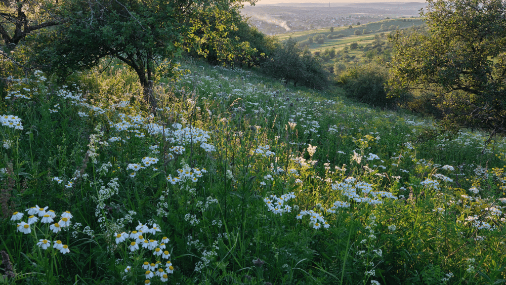 View of white wildflowers on a field, in a meadow.