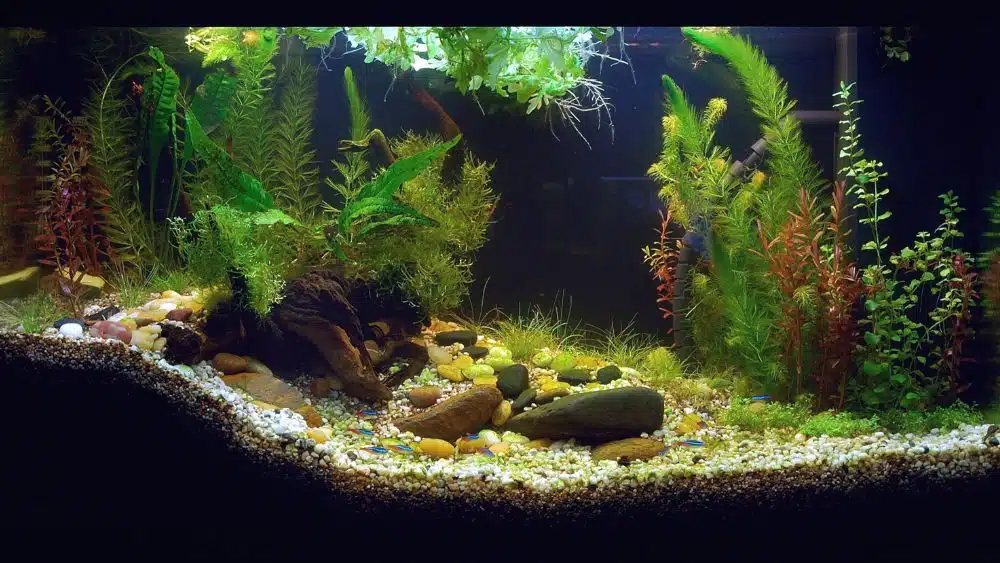 A fully-set up aquarium with plants, substrate, and lighting.