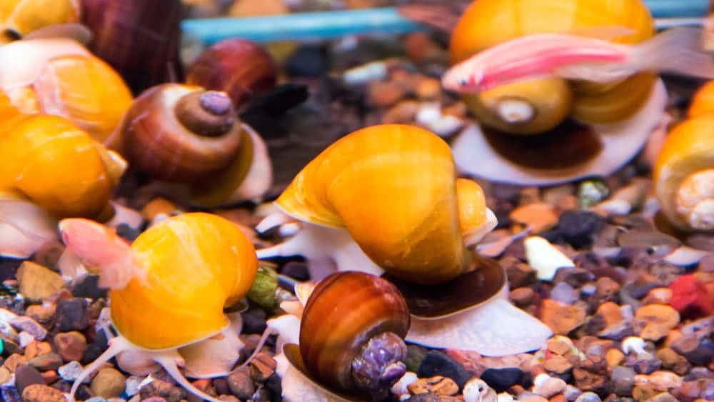 Pink and white snails with orange-yellow shells.