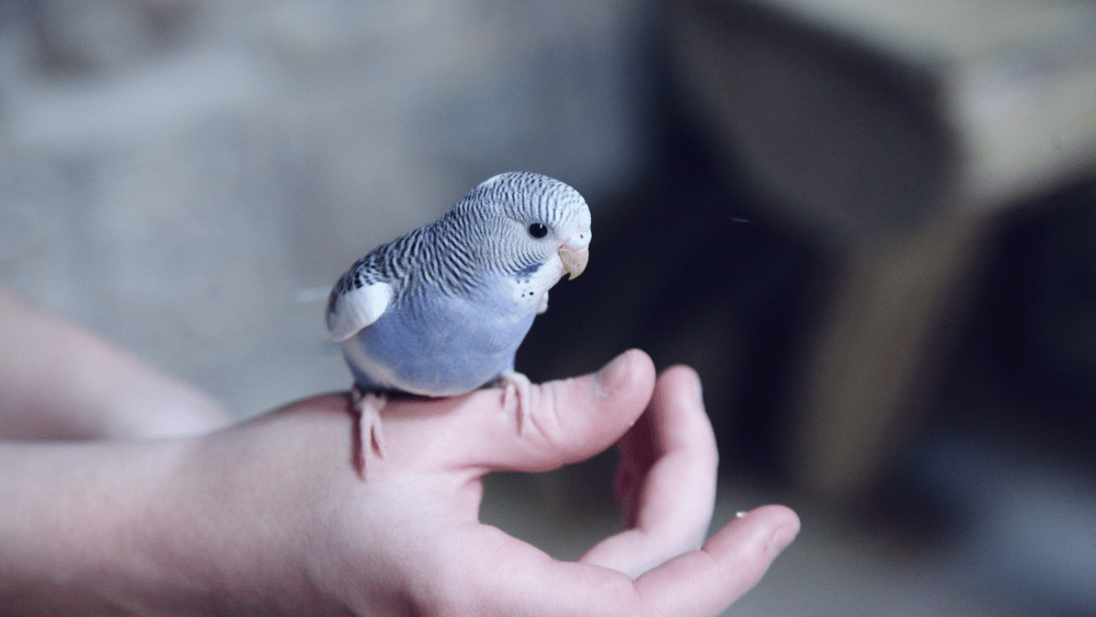 Small blue and white striped bird standing on a person's hand.
