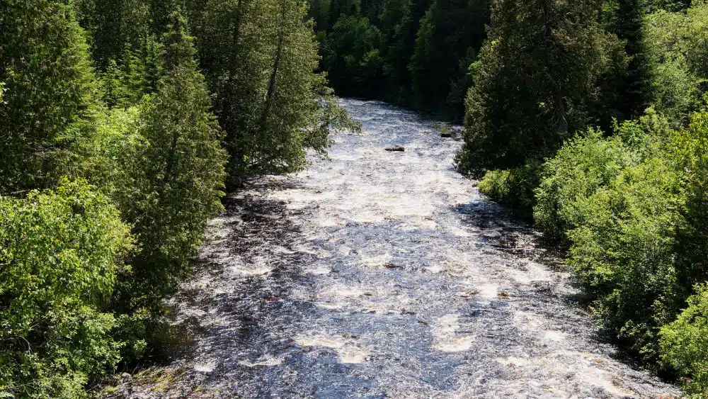 A rapid river flowing over rocks; large trees line both shores.