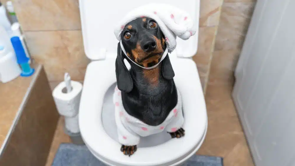 A black and brown dachsund in pajamas and a nightcap standing on a toilet, looking at the camera.
