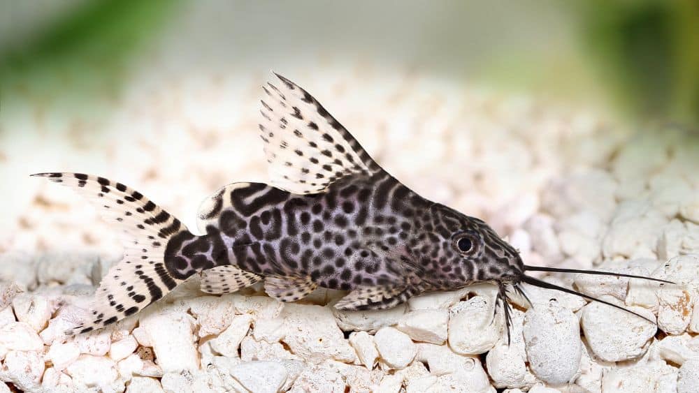A black and white speckled catfish with a whispy fin on its back and long black whiskers.