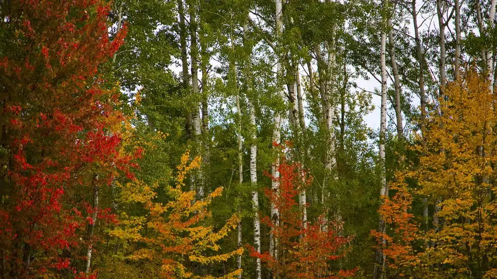 Tall, think trees with red, orange, yellow, and green leaves.