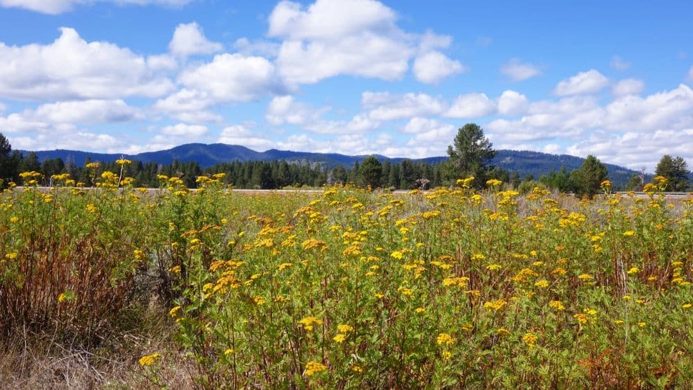 A field of yellow wildflowers with a tree line and mountain range in the background.