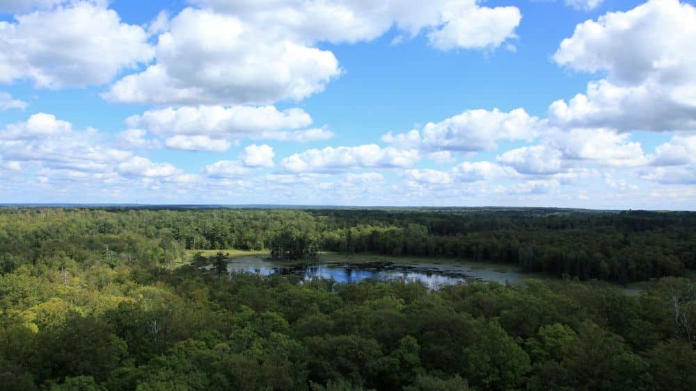Heavily forested area with a lake in the middle.