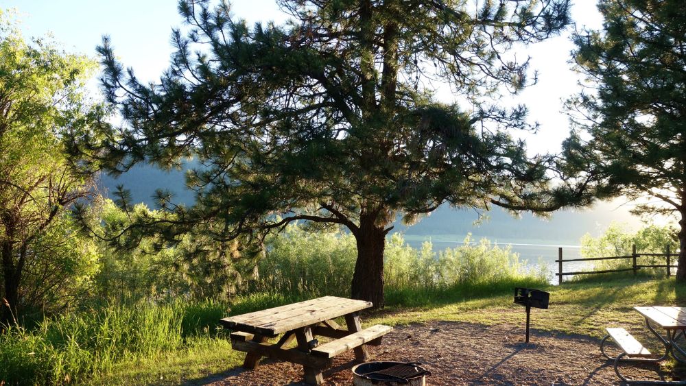 Picnic tables next to large trees with a body of water in the background.