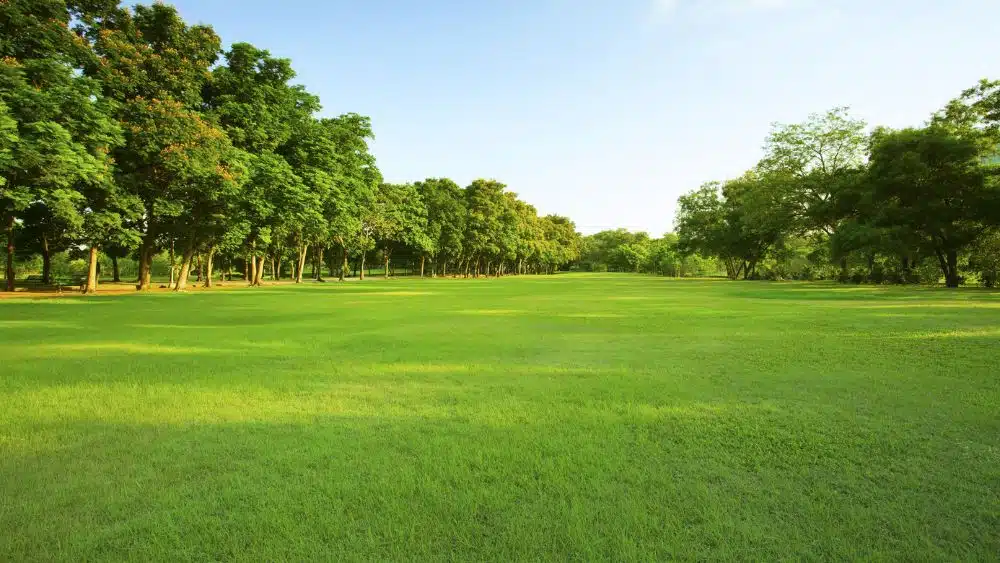 A large grassy field lined by trees.