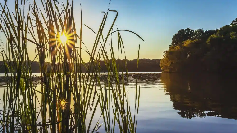 View of the sun through reeds in the water.