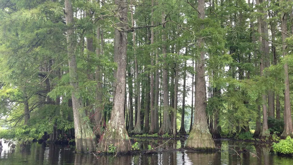 View of bald cypress trees at Trap Pond State Park, Delaware.