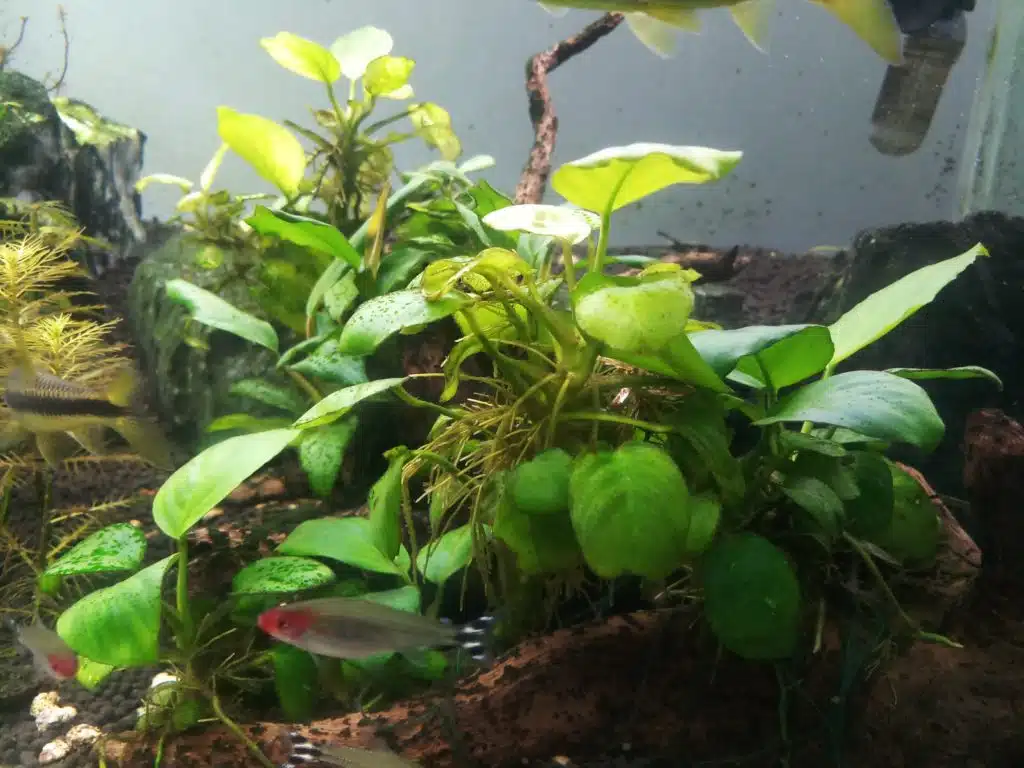 Thriving underwater plant in an aquarium.